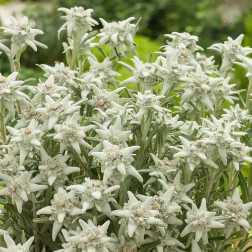 Edelweiss de L’Abbé Soulié ‘Alpina White’ - Le pot de 2 litres