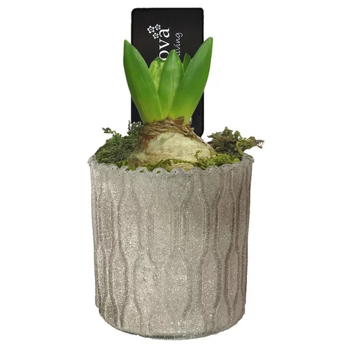 Jacinthe présentée en pot déco de 9 cm