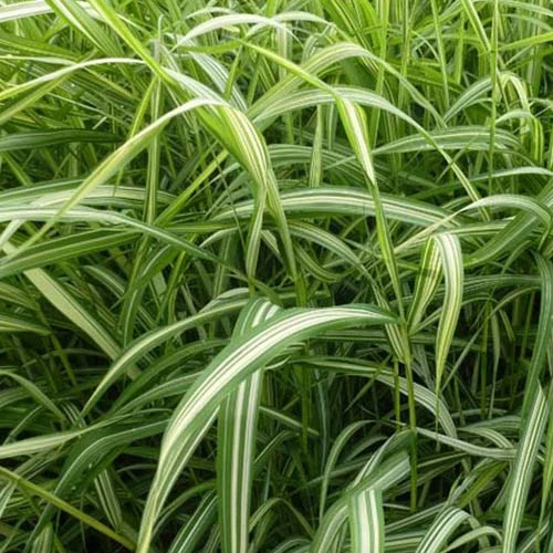 Phalaris Luteopicta -Baldingère faux roseau Phalaris arundinacea luteopicta