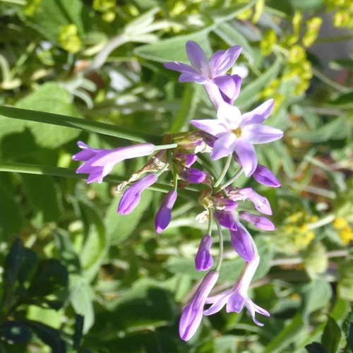 Tulbaghia violacé - Le pot de 2 litres