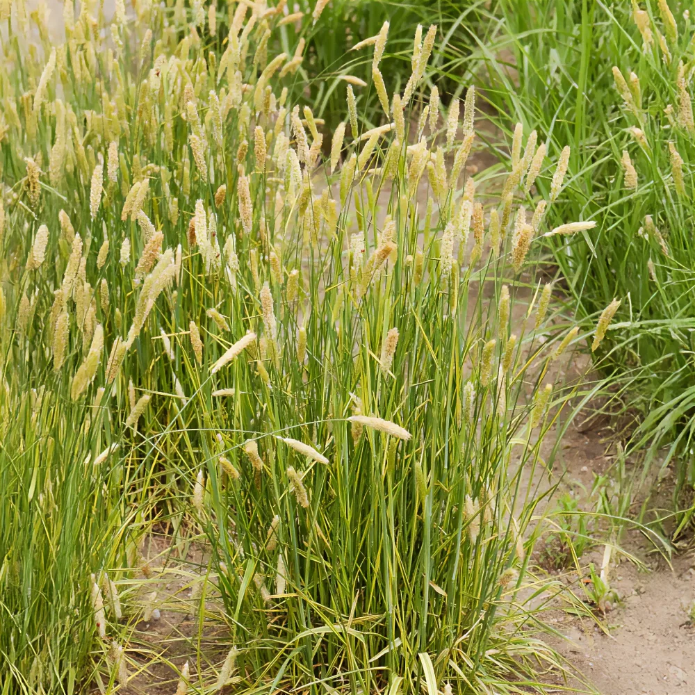 Vulpin des prés panaché Alopecurus pratensis Aureovariegatus