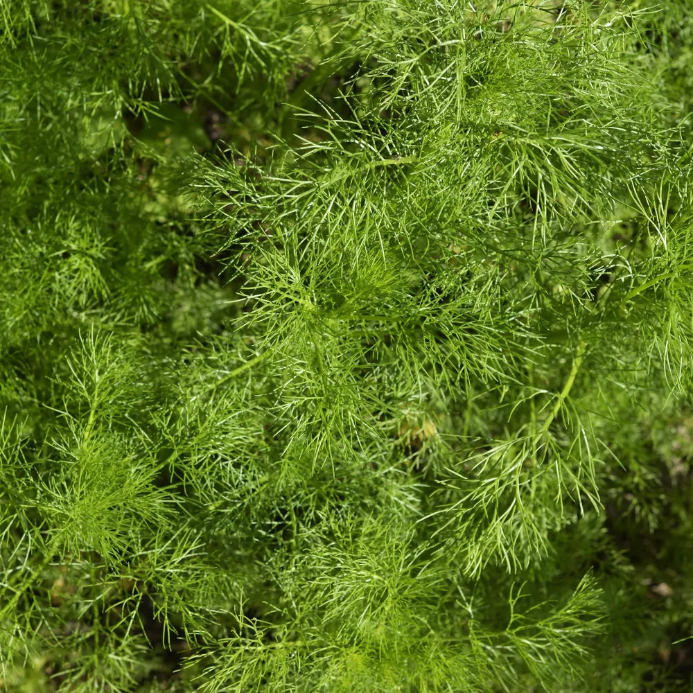 Aneth Bouquet Compatto Anethum graveolens compatto