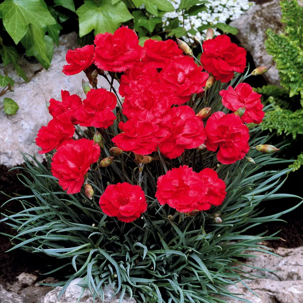 2 Œillets Grenadin Scarlet Dianthus caryophyllus Grenadin Scarlet
