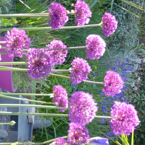 Allium Aflatunensepurple sensation - Le pot de 3 litres