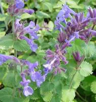 Nepeta Faassenii Bleu - Le pot de 10,5 cm