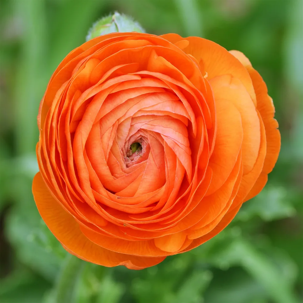 10 Renoncules oranges Ranunculus asiaticus Orange
