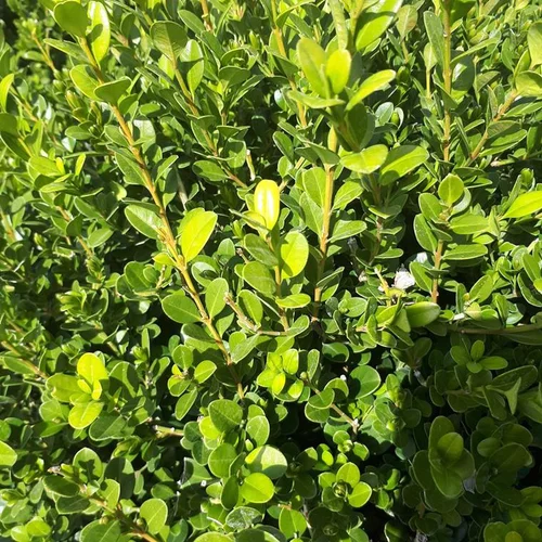 Buxus Sempervirens Boule (buis commun)