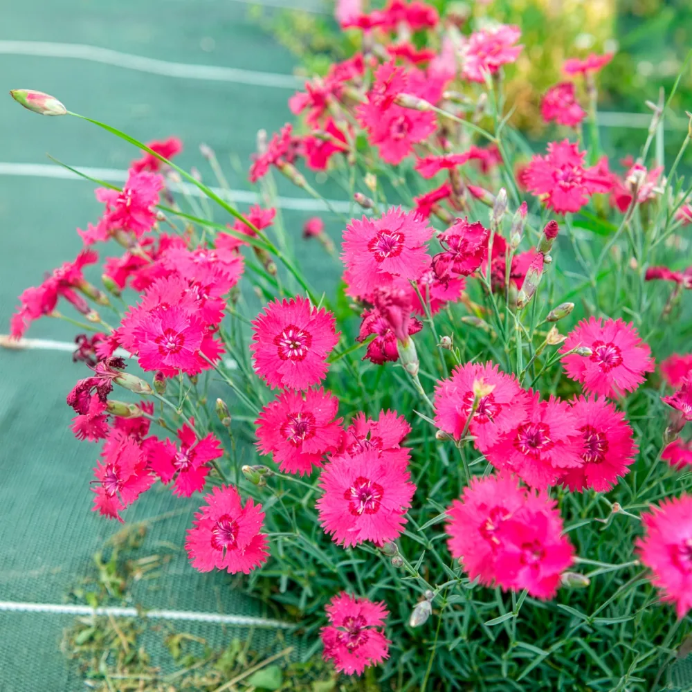 Œillet de la Pentecôte Bombardier Dianthus gratianopolitanus bombardier