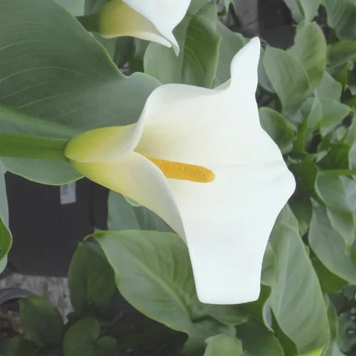 Arum à fleurs blanches - Le pot de 23 litres