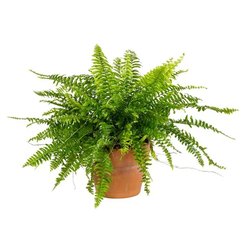 Nephrolepis – Pot en terre de 14 cm