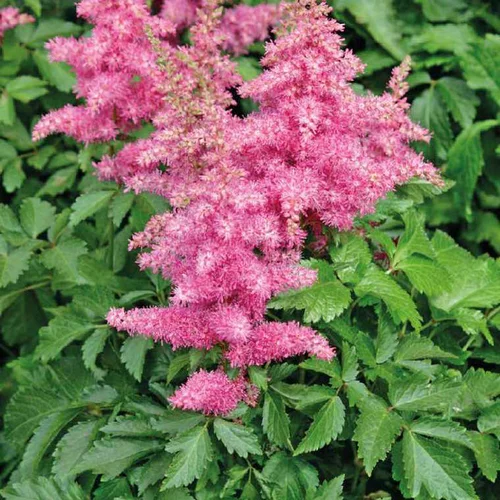 Astilbe Anita Pfeifer - Le pot de 9 x 9 cm