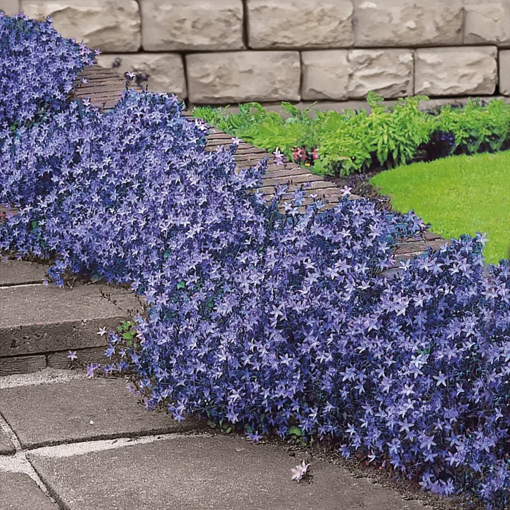 Campanule des murets Campanula poscharskyana