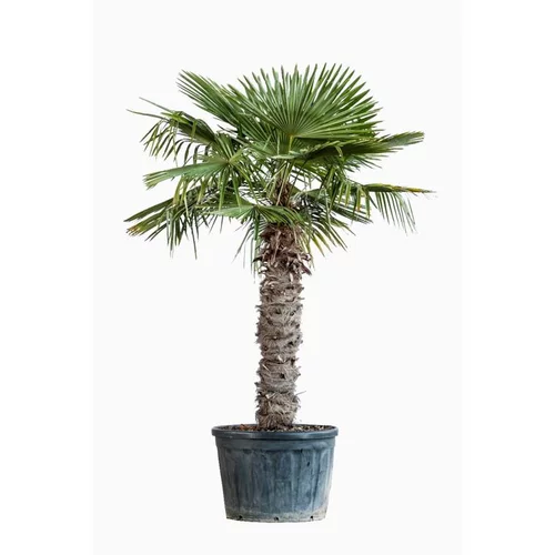 Trachycarpus Excelsa ou Palmier de Chine 100/120 cm en pot de 170 L