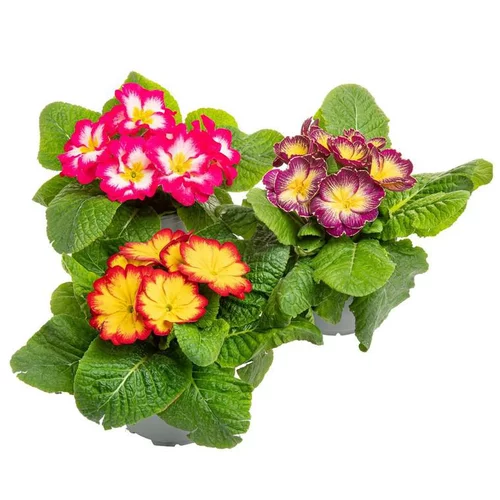 Primevère des jardins coloris variés. Le pot de 10,5 cm