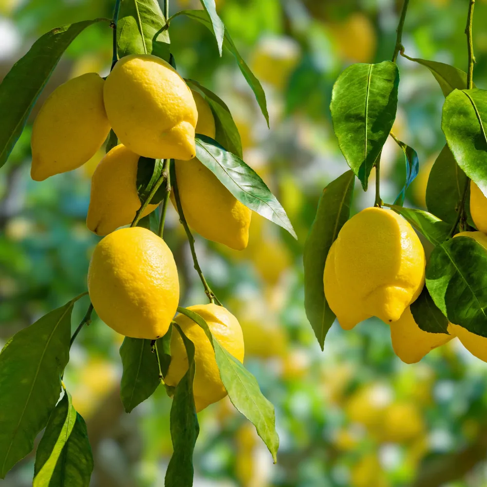 Citronnier - Citrus limon Citrus limon