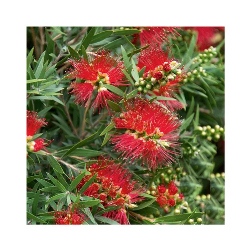 Rince bouteille (Callistemon Laevis). Le pot de 5 litres