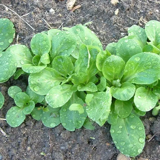 Biologische en reproduceerbare zaden van Veldsla uit Cambrai