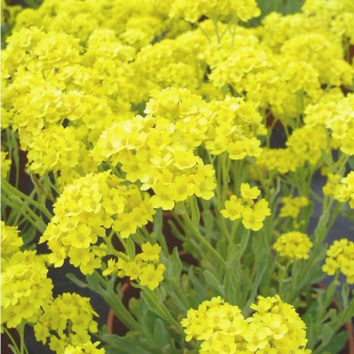 Alyssum Saxatile - Le pot de 1 litre