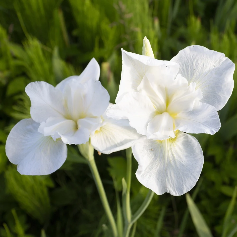 Iris sibirica Swans in Flight Iris sibirica swans in flight