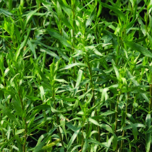 Estragon Bio. Le pot de 2,5 litres