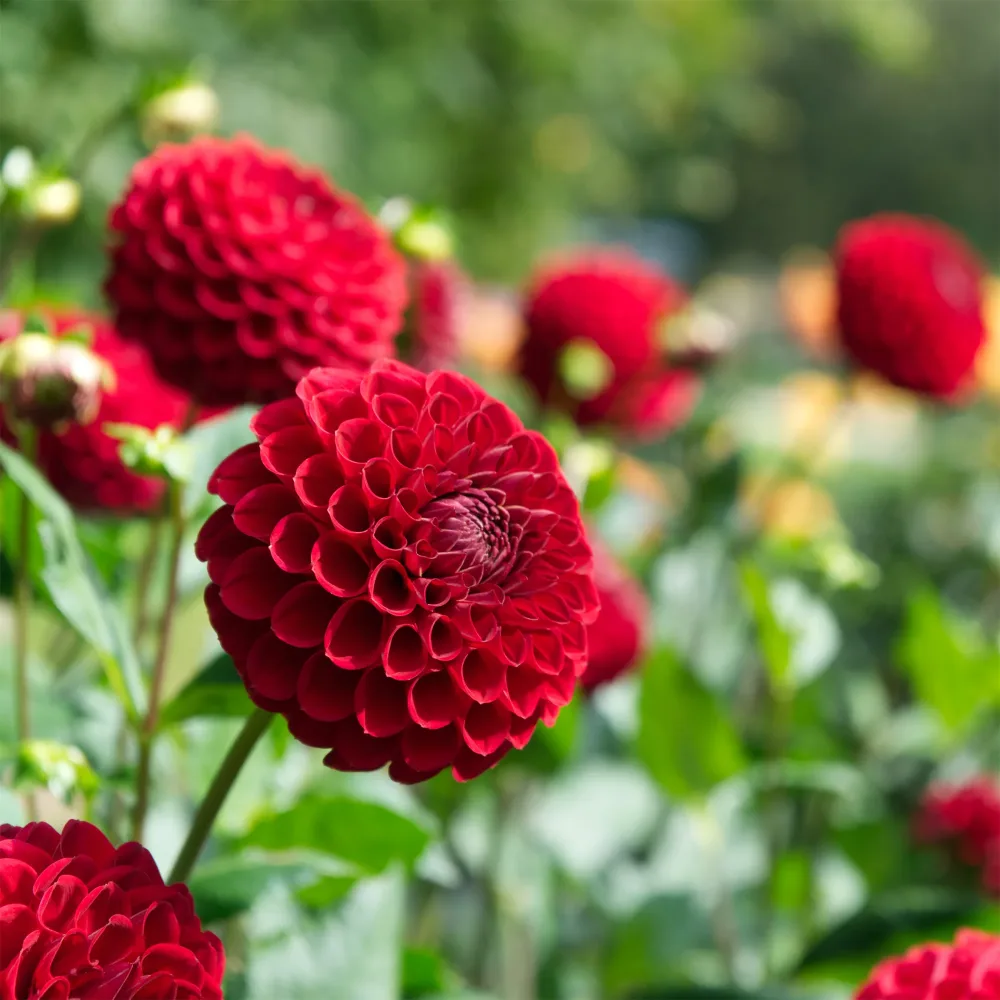 Dahlia Ball Cornel Dahlia Cornel