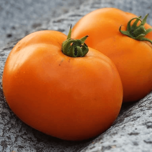 Bio zaden van Tomaat Valencia Orange