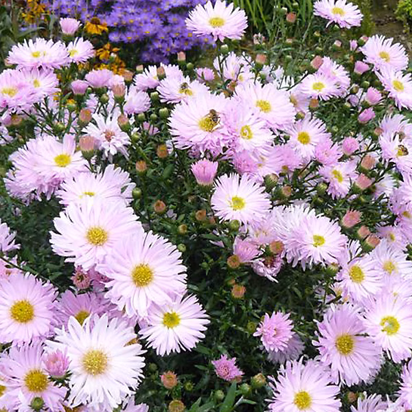 6 x Aster grand d'automne – Aster novi belgii 'Fellowship', godet 9cm x 9cm