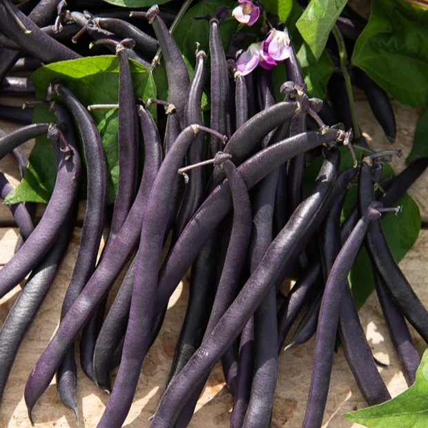 Haricot mangetout Purple Queen Phaseolus vulgaris purple queen
