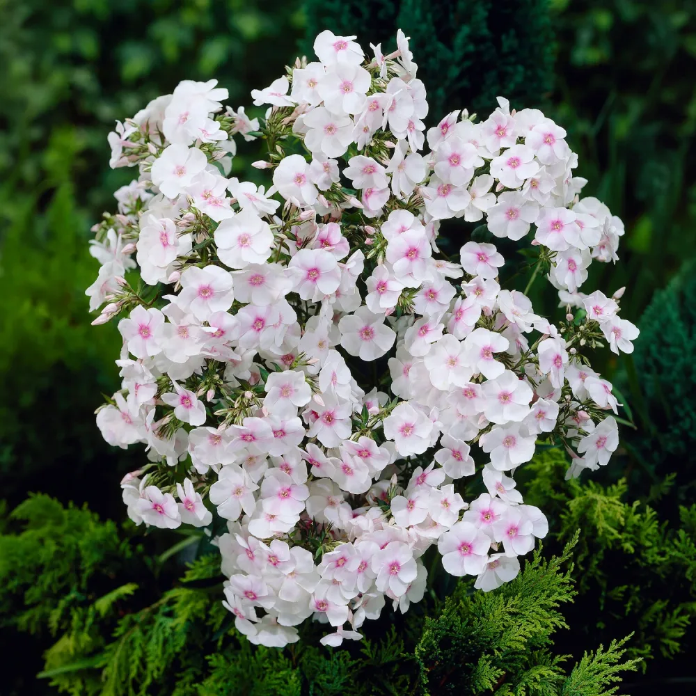 Phlox paniculé Miss Holland Phlox paniculata Miss Holland