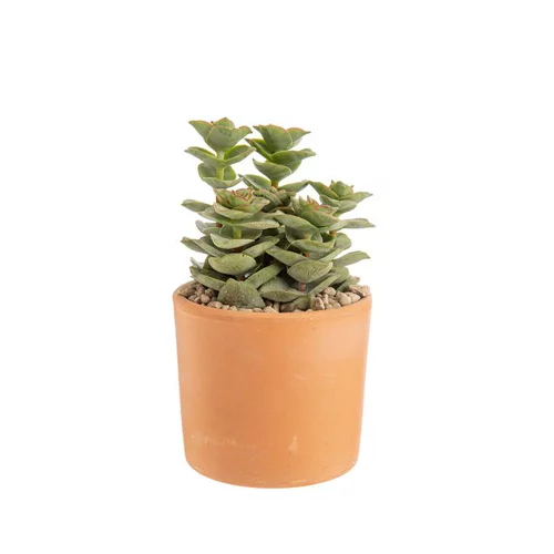 Crassula mix en pot terre cuite Ø 10 cm