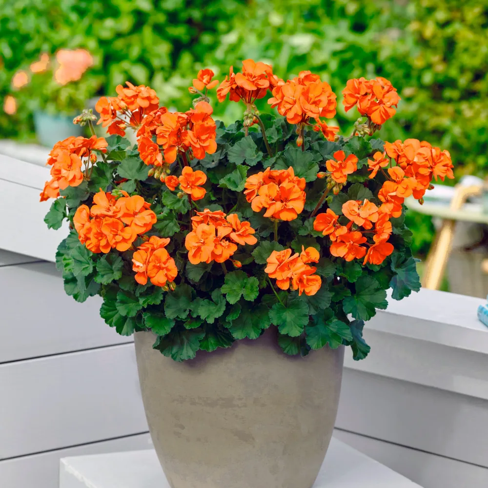 3 Géraniums oranges Pelargonium zonale Sylvia