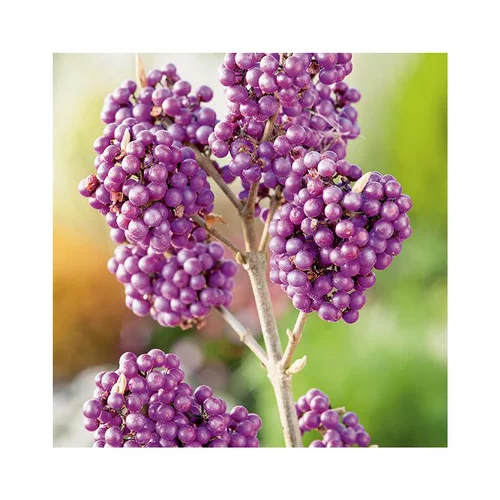 Callicarpe de Bodinier (Arbuste aux bonbons) Imperial Pearl® violet. Le pot de 7 litres