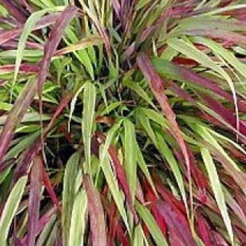 Herbe du Japon Naomi Hakonechloa macra naomi