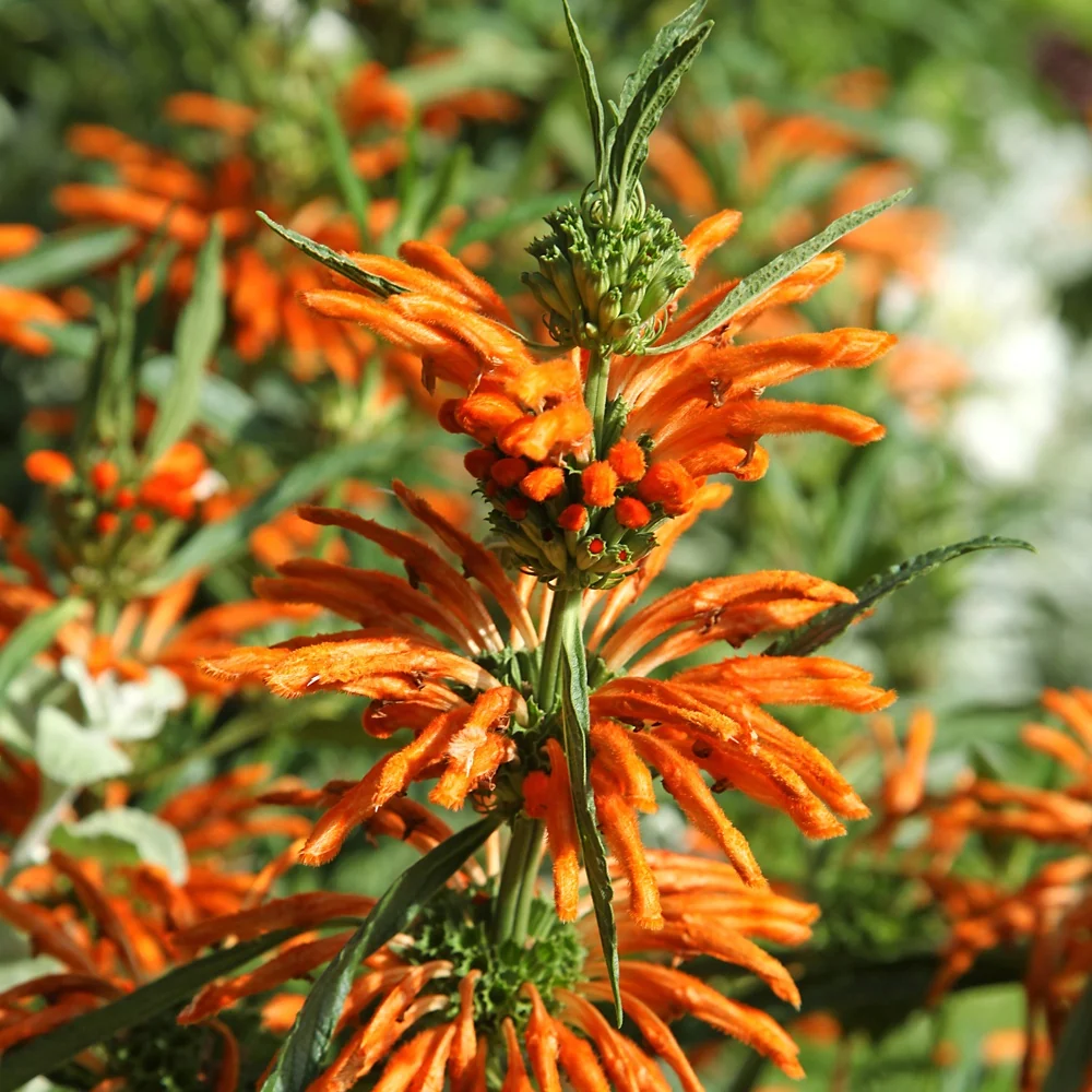 Queue de lion Leonotis leonurus