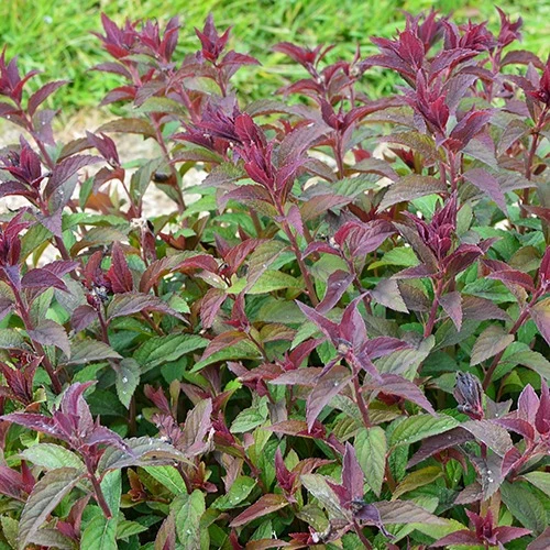 Spirée du Japon Merlo® Green Spiraea japonica merlo ® green