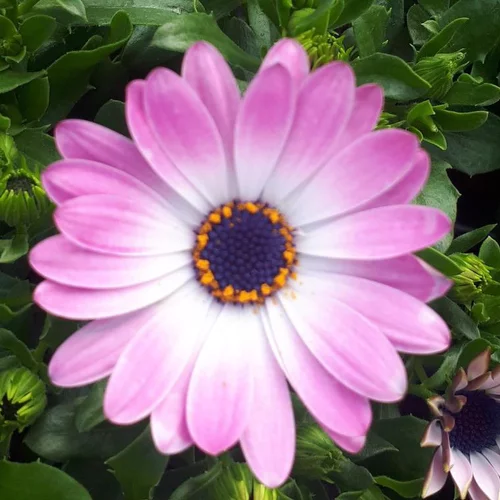Osteospermum - Le pot de 3 litres