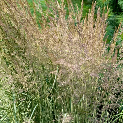 Calamagrostis Avalanche - Le pot de 2 litres