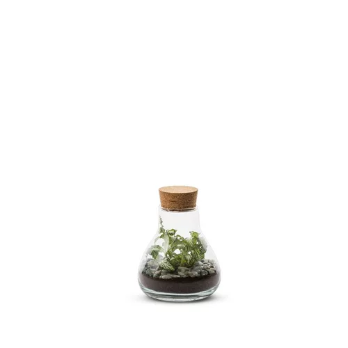 Terrarium Bulle de Nature Laborantin en verre transparent Naturalys - Ø 10,5 x 13 cm