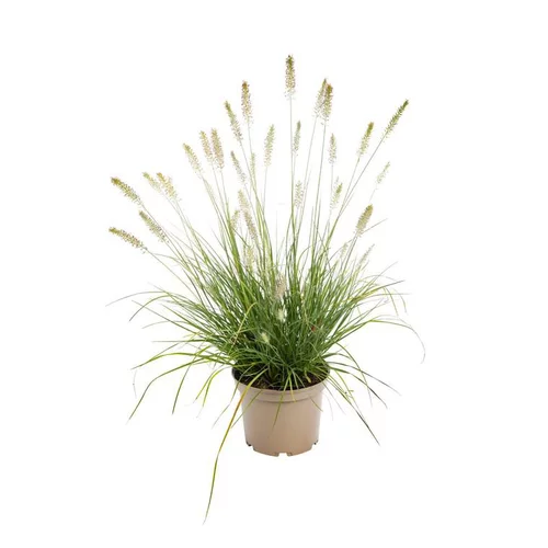 Pennisetum Alopecuroides - Le pot de 3 litres
