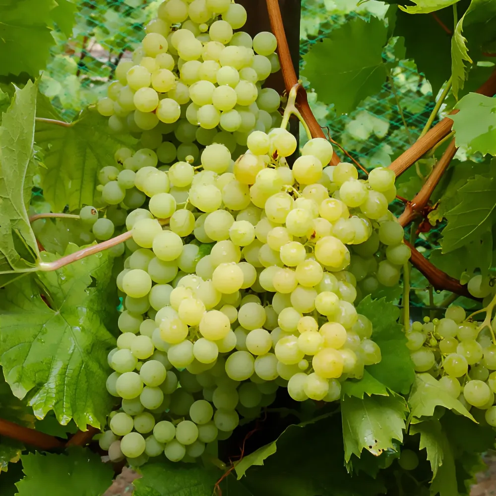 Vigne Exalta Vitis vinifera Exalta