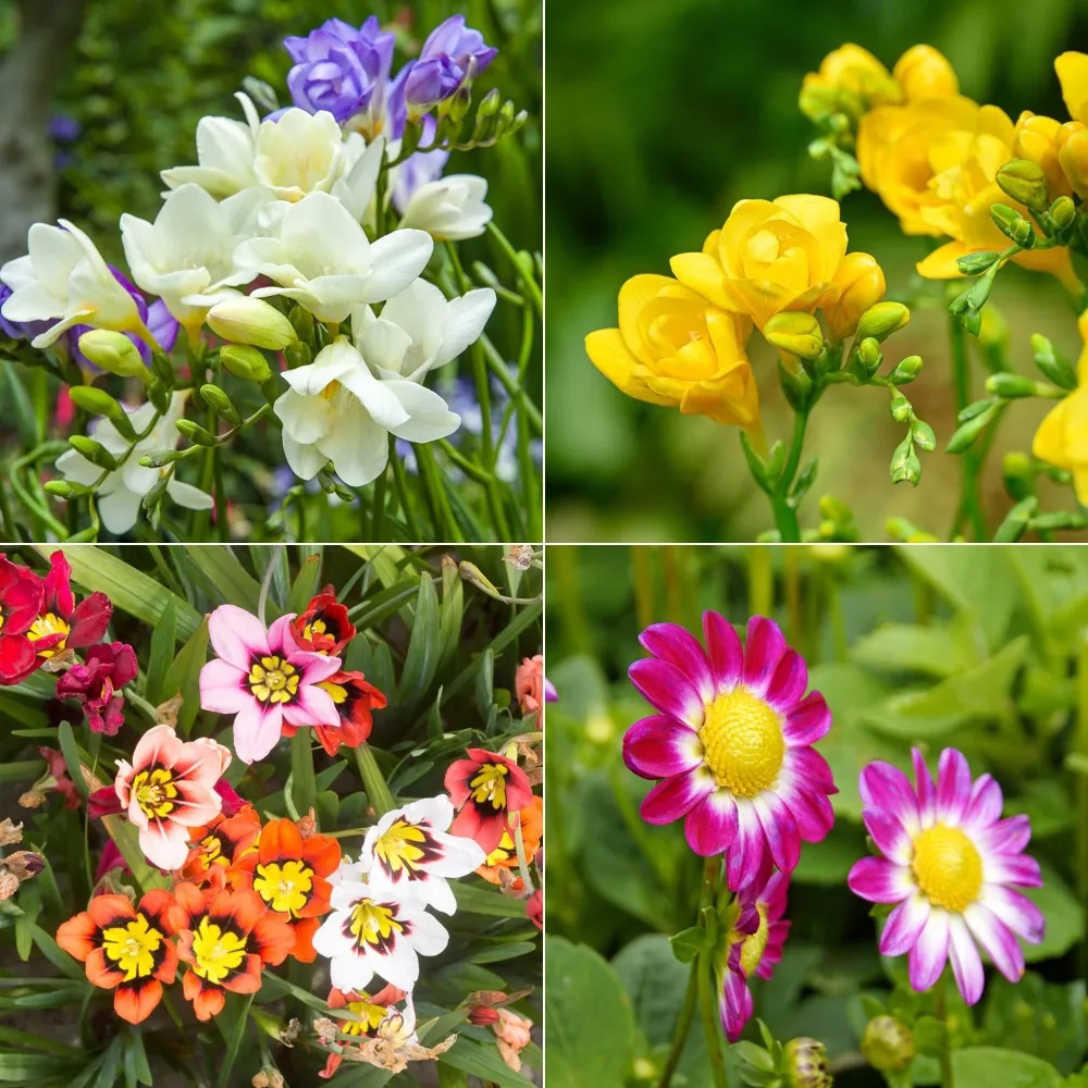 30 Bulbes de fleurs d'été en mélange Freesia, sparaxis, dahlia