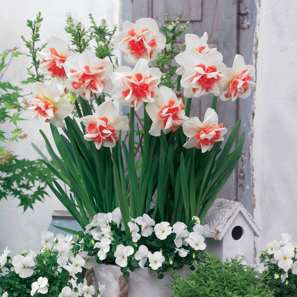 10 Narcisses à fleurs doubles doubles Delnashaugh Narcissus delnashaugh