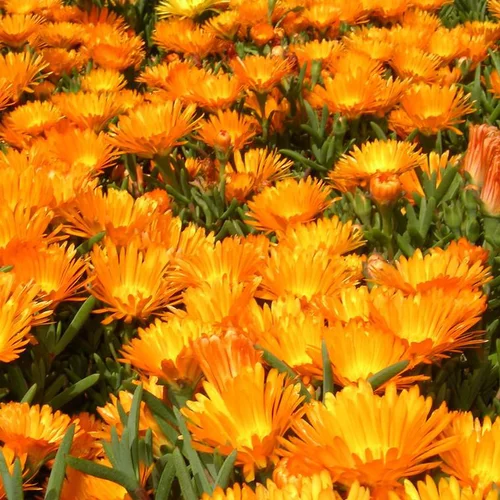 Ficoïde ou Dorothéante à fleurs multicolores - Le pot de 2,5 litres