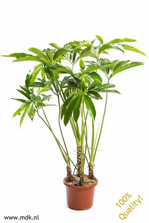 Philodendron Fun Bun. Le pot de Ø 32 x H 140 cm
