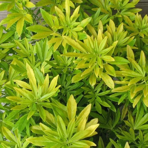 Oranger du Mexique Goldfingers (Choisya Ternata). Le pot de 8 litres