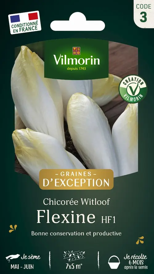 Graines de chicorée flexine coloris blanc Vilmorin jardin - graines à semer