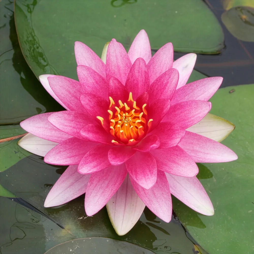 Nénuphar Charles de Meurville Nymphaea charles de meurville