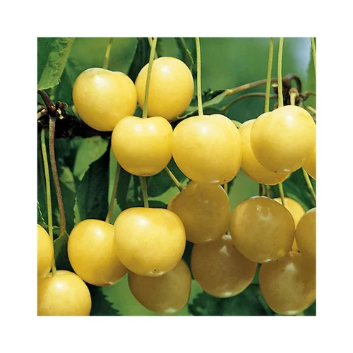 Cerisier Big. Starck Gold Lr. Le pot de 12 litres