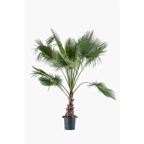 Washingtonia Robusta ou Palmier du Mexique vert 80/100 cm. Le pot de 90 L