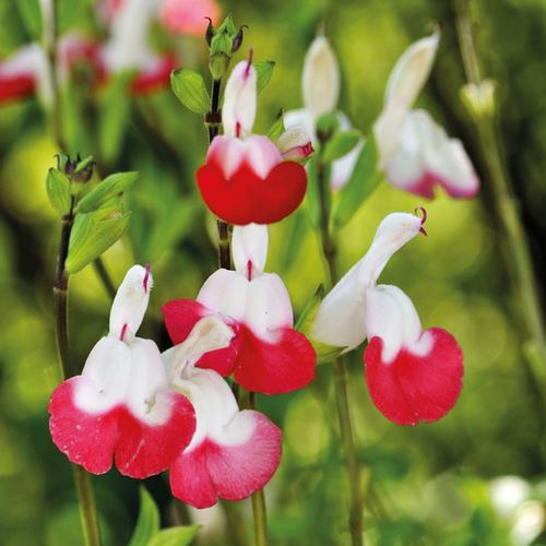 SAUGE HOT LIPS - POT 2L